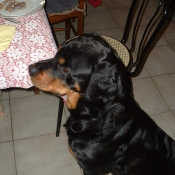 Photo de Rottweiler