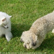 Photo de Races diffrentes