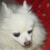 Photo de Spitz moyen