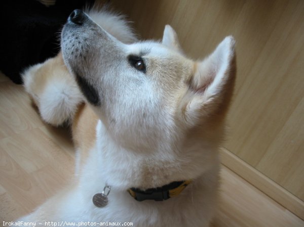 Photo d'Akita inu