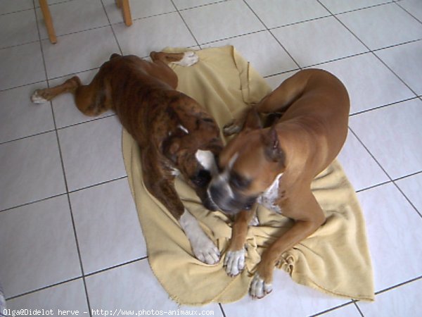 Photo de Boxer