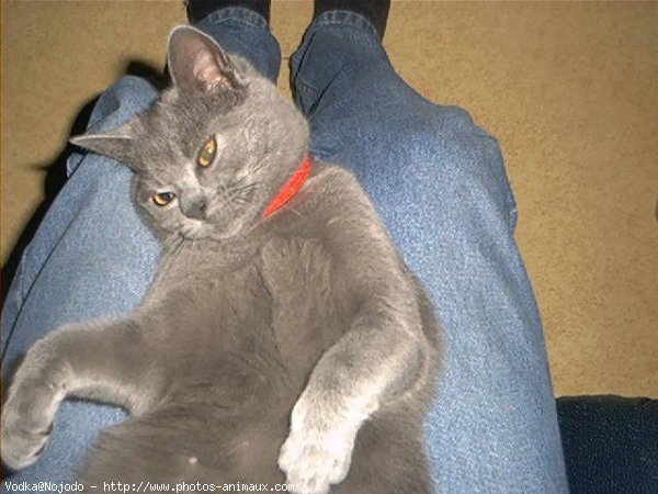 Photo de Chartreux