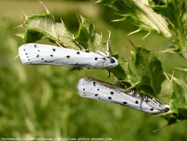 Photo de Papillon