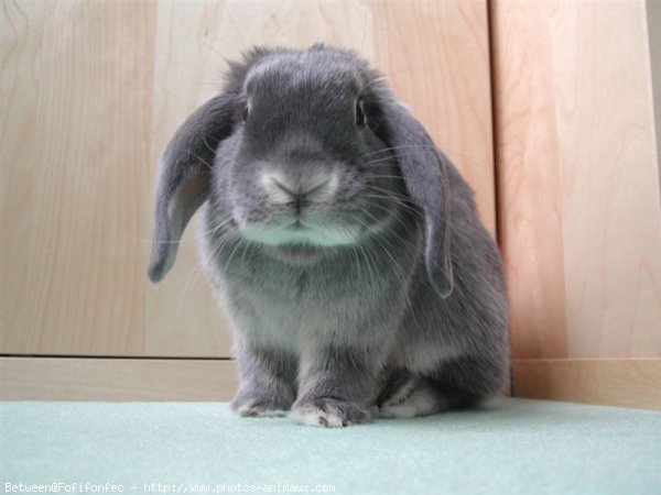 Photo de Lapin