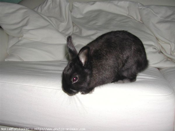 Photo de Lapin