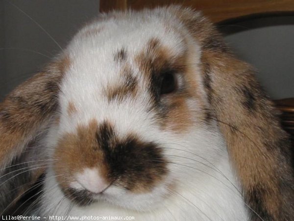 Photo de Lapin