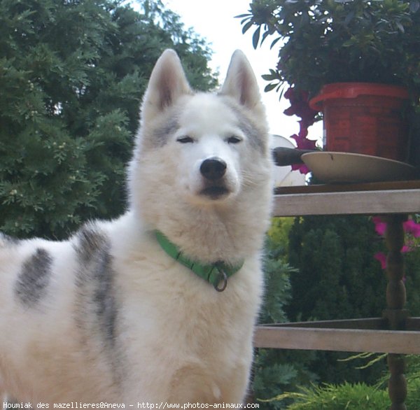 Photo de Husky siberien