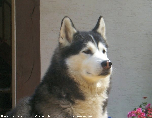 Photo de Husky siberien