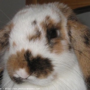 Photo de Lapin