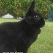 Photo de Lapin