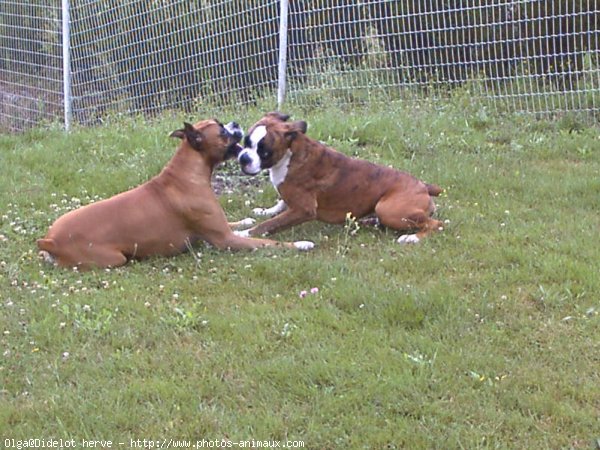 Photo de Boxer