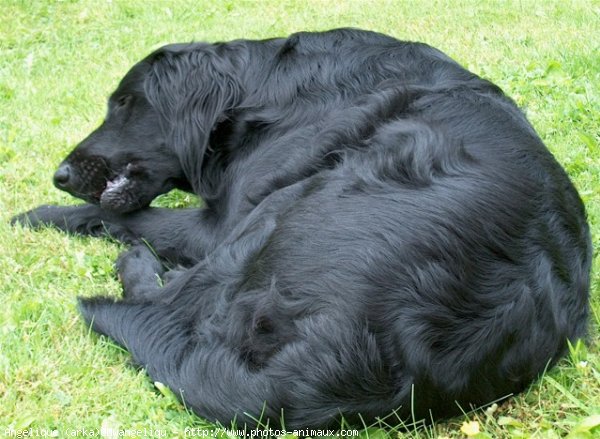 Photo de Retriever  poil plat