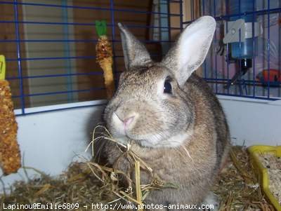 Photo de Lapin