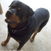 Photo de Rottweiler