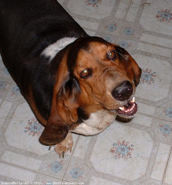 Photo de Basset hound