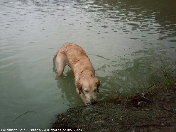 Photo de Golden retriever