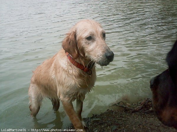 Photo de Golden retriever