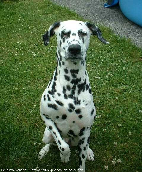 Photo de Dalmatien