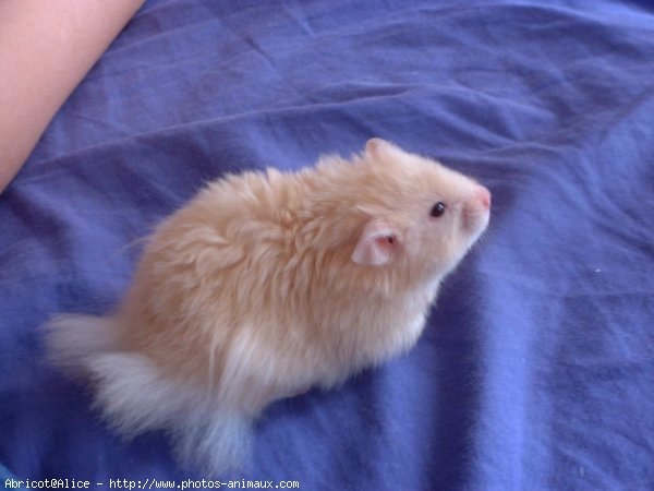 Photo de Hamster