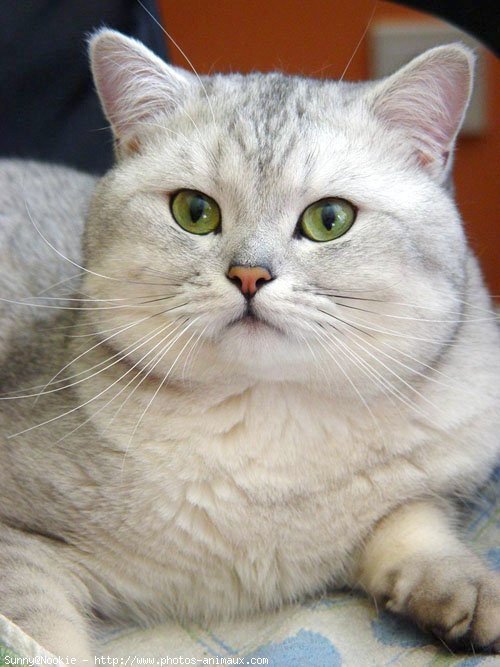 Photo de British shorthair