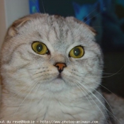 Photo de Scottish fold