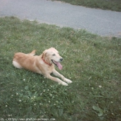 Photo de Golden retriever