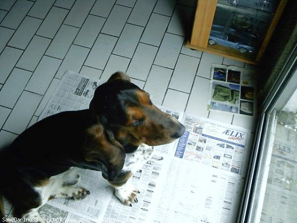 Photo de Basset hound