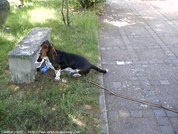 Photo de Basset hound