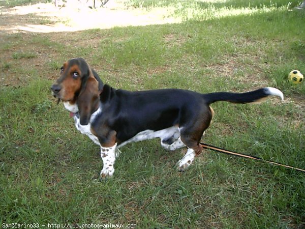 Photo de Basset hound