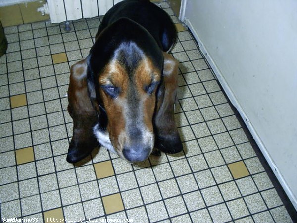 Photo de Basset hound