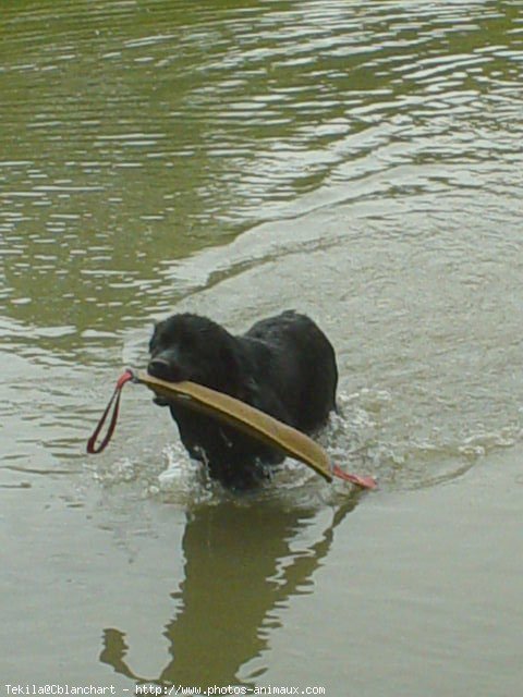 Photo de Chien de terre-neuve