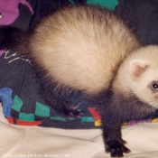 Photo de Furet