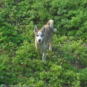 Photo de Husky siberien