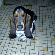 Photo de Basset hound