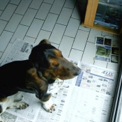 Photo de Basset hound