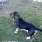 Photo de Basset hound