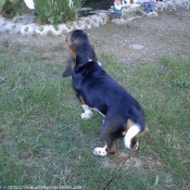 Photo de Basset hound