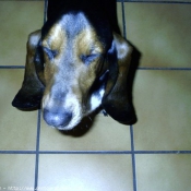 Photo de Basset hound