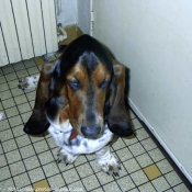 Photo de Basset hound