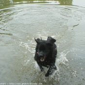 Photo de Chien de terre-neuve