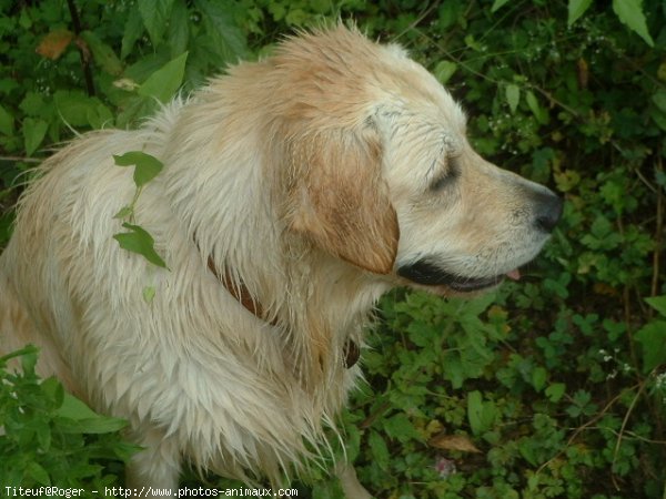 Photo de Golden retriever