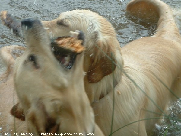 Photo de Golden retriever