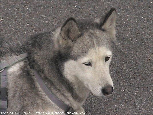 Photo de Husky siberien