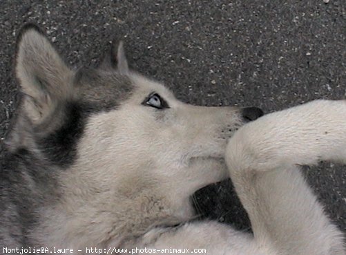 Photo de Husky siberien