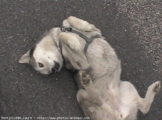 Photo de Husky siberien