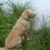 Photo de Golden retriever