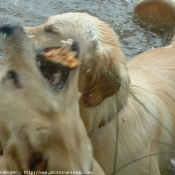 Photo de Golden retriever