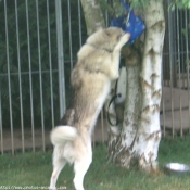 Photo de Husky siberien