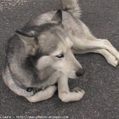 Photo de Husky siberien