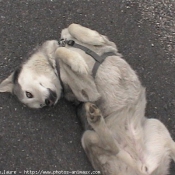 Photo de Husky siberien